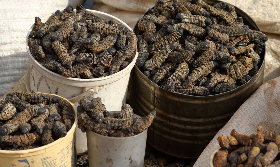 Mopane Worms